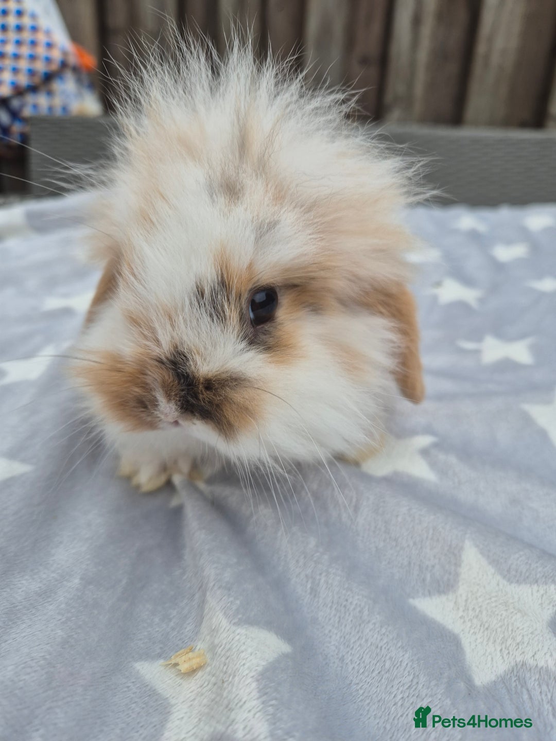 Mini Lion Lop rabbits for sale: 2 baby lion lops 6 week old - Image 6