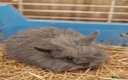 Lionhead rabbits for sale: Baby lionhead rabbits  - Image 2