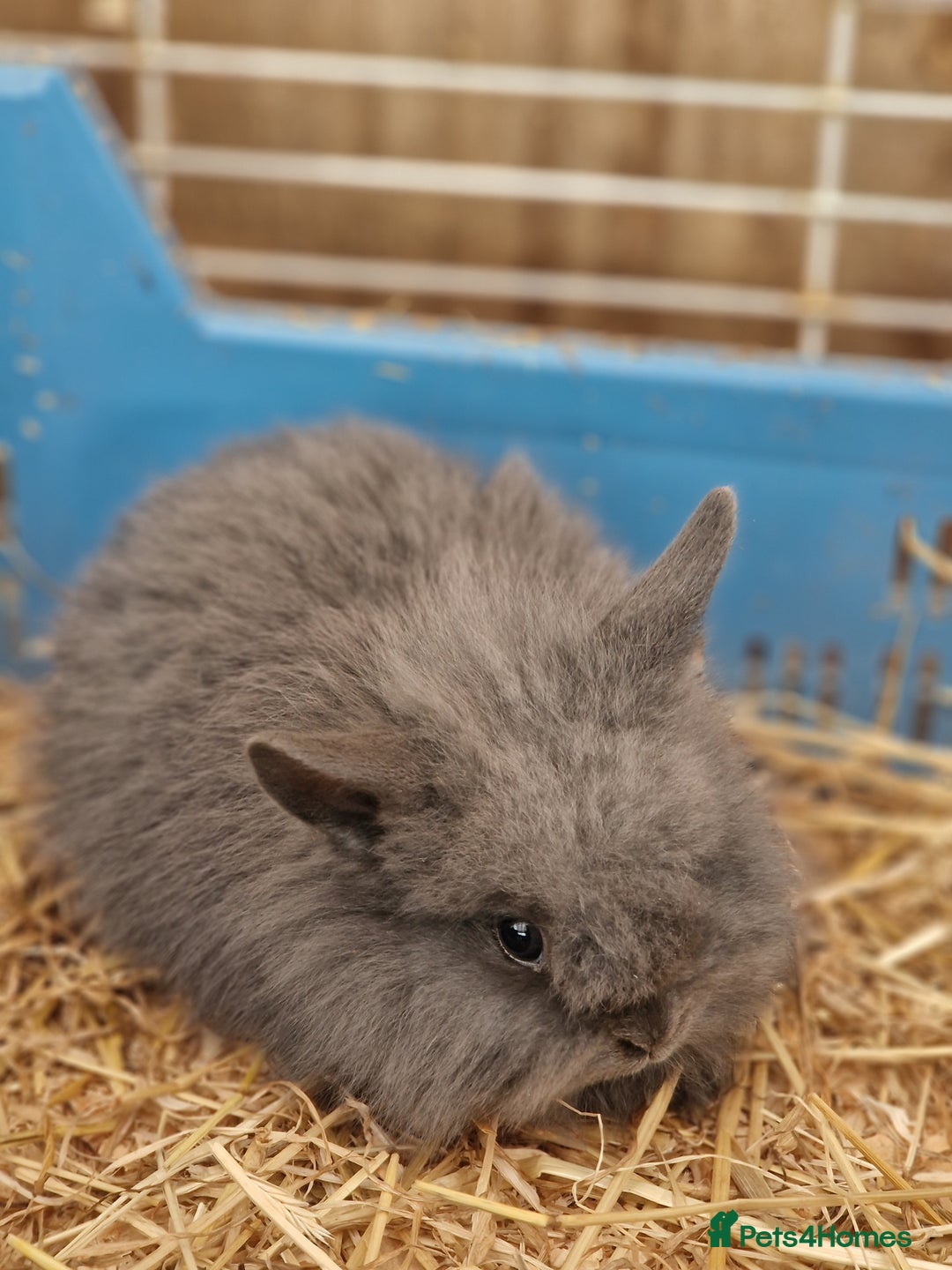 Lionhead rabbits for sale: Baby lionhead rabbits  - Image 2