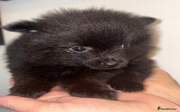 German Spitz dogs for sale: German Spitz females  - Image 2