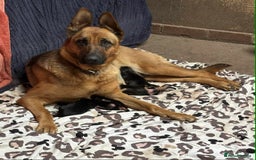 German Shepherd dogs for sale: German shepherd puppies  - Image 8