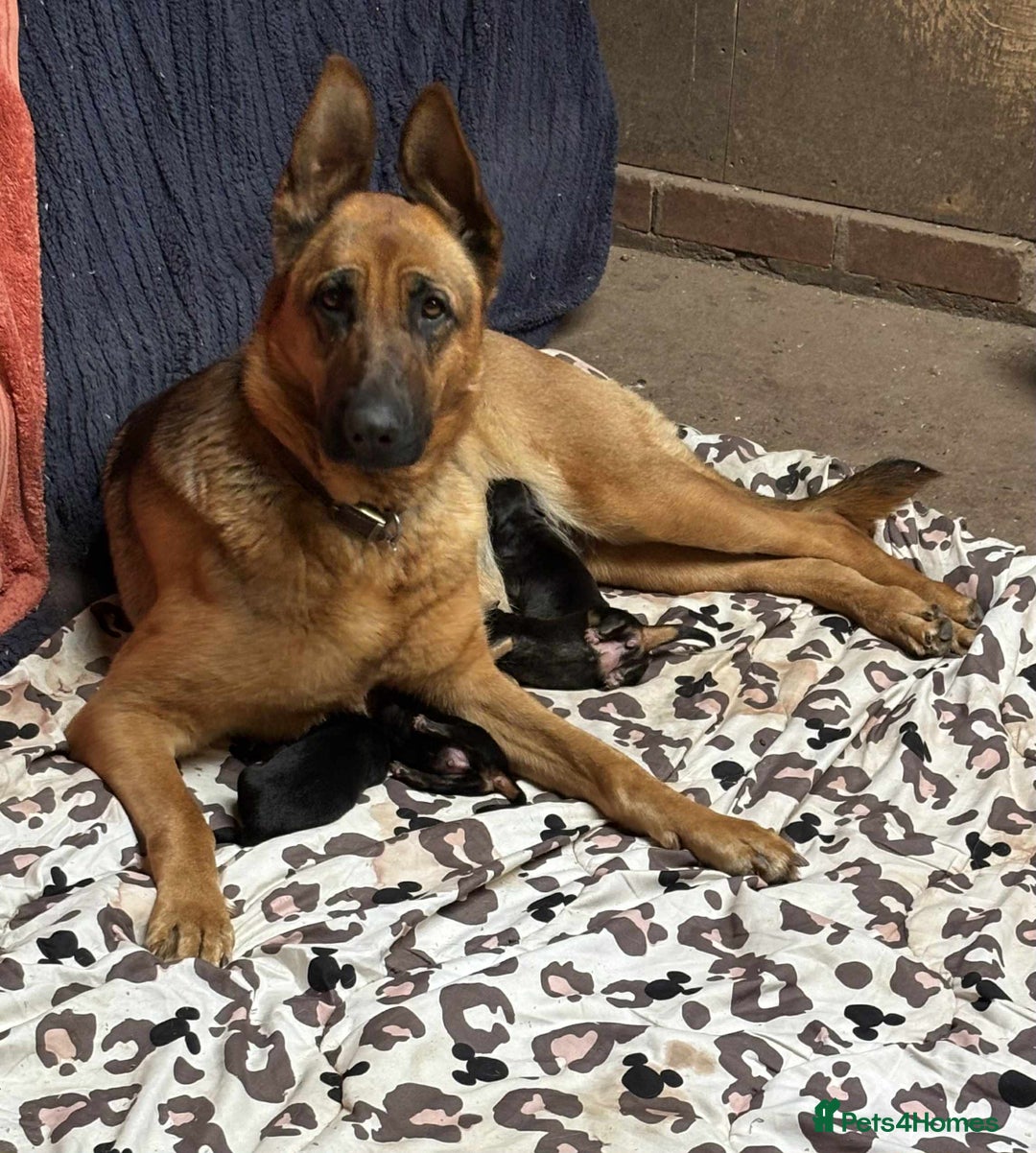 German Shepherd dogs for sale: German shepherd puppies  - Image 8
