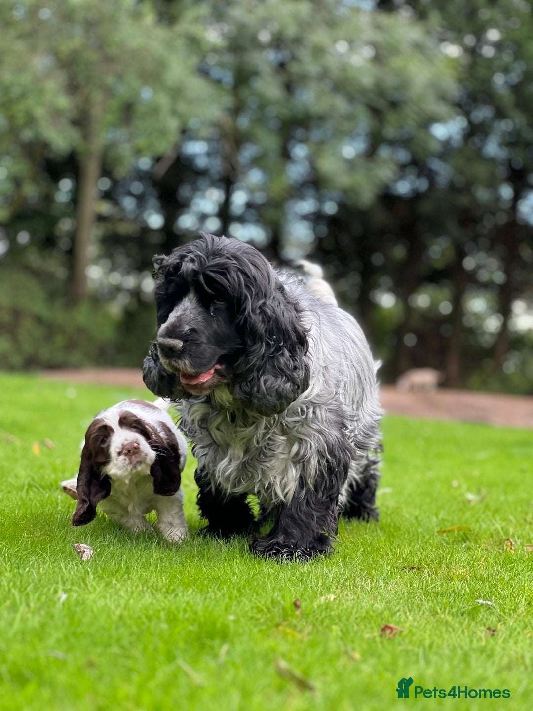 Cocker Spaniel dogs for sale: Beautiful Show Cocker Babies - Image 4
