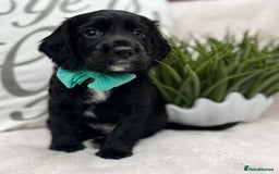 Cocker Spaniel dogs for sale: 2 beautiful cocker spaniels  - Image 9
