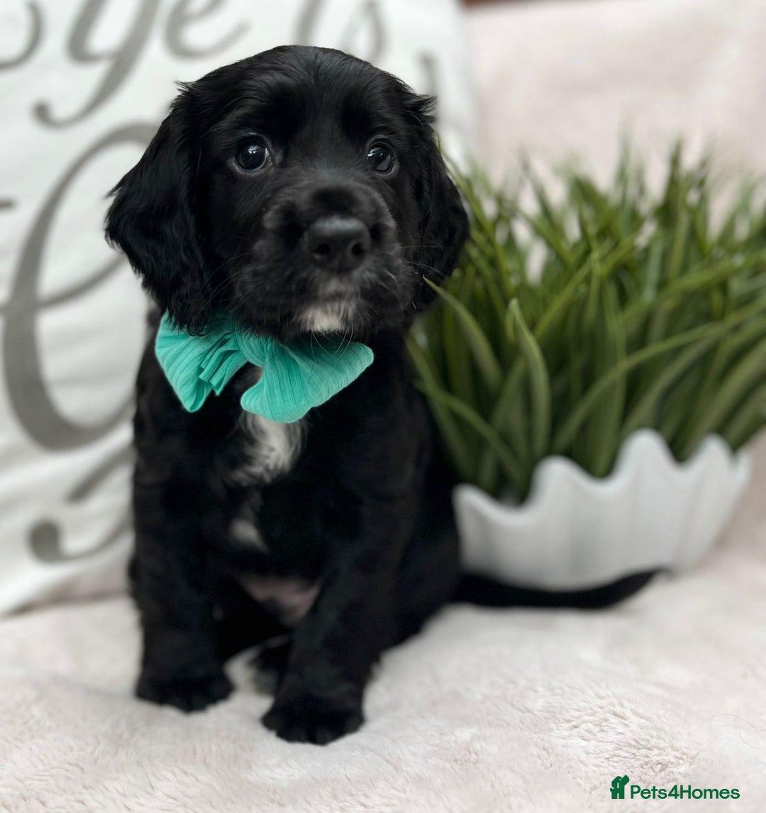 Cocker Spaniel dogs for sale: 2 beautiful cocker spaniels  - Image 9