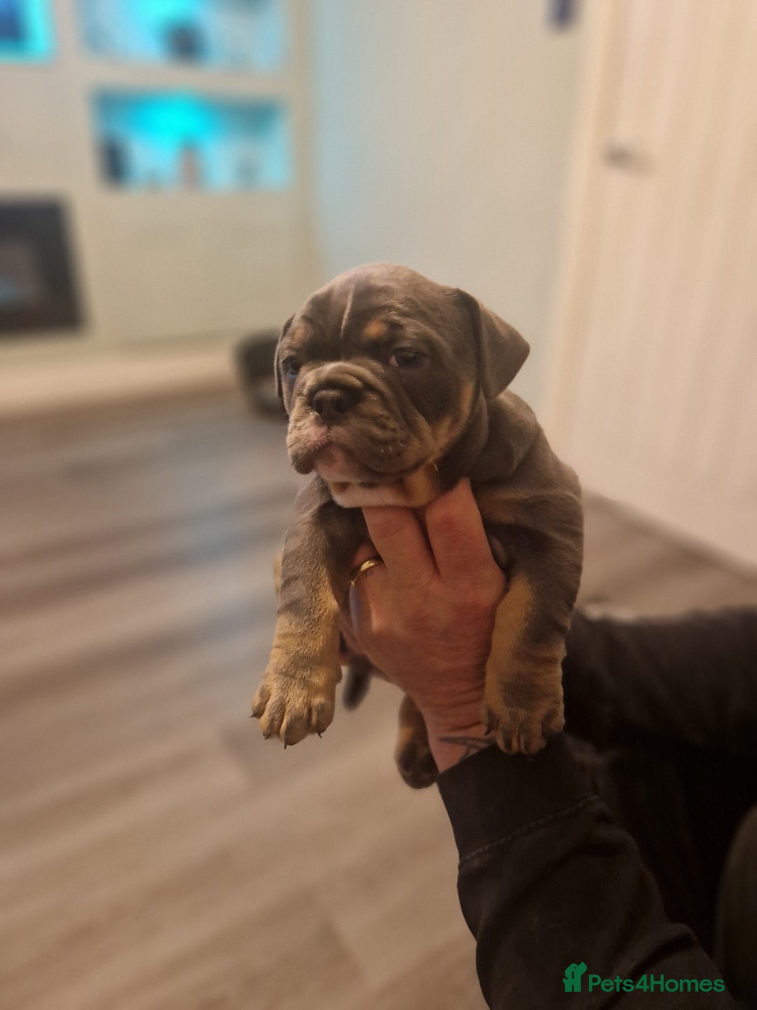 Mixed Breed dogs for sale: Beautiful Blue tri girl - Advert 3