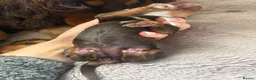 Cocker Spaniel dogs for sale: KC WORKING COCKER SPANIELS  - Advert 9
