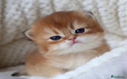 British Longhair cats for sale: 🦁EXCLUSIVE GOLDEN BRITISH LONGHAIR 🧸BABIES ✨ - Image 8