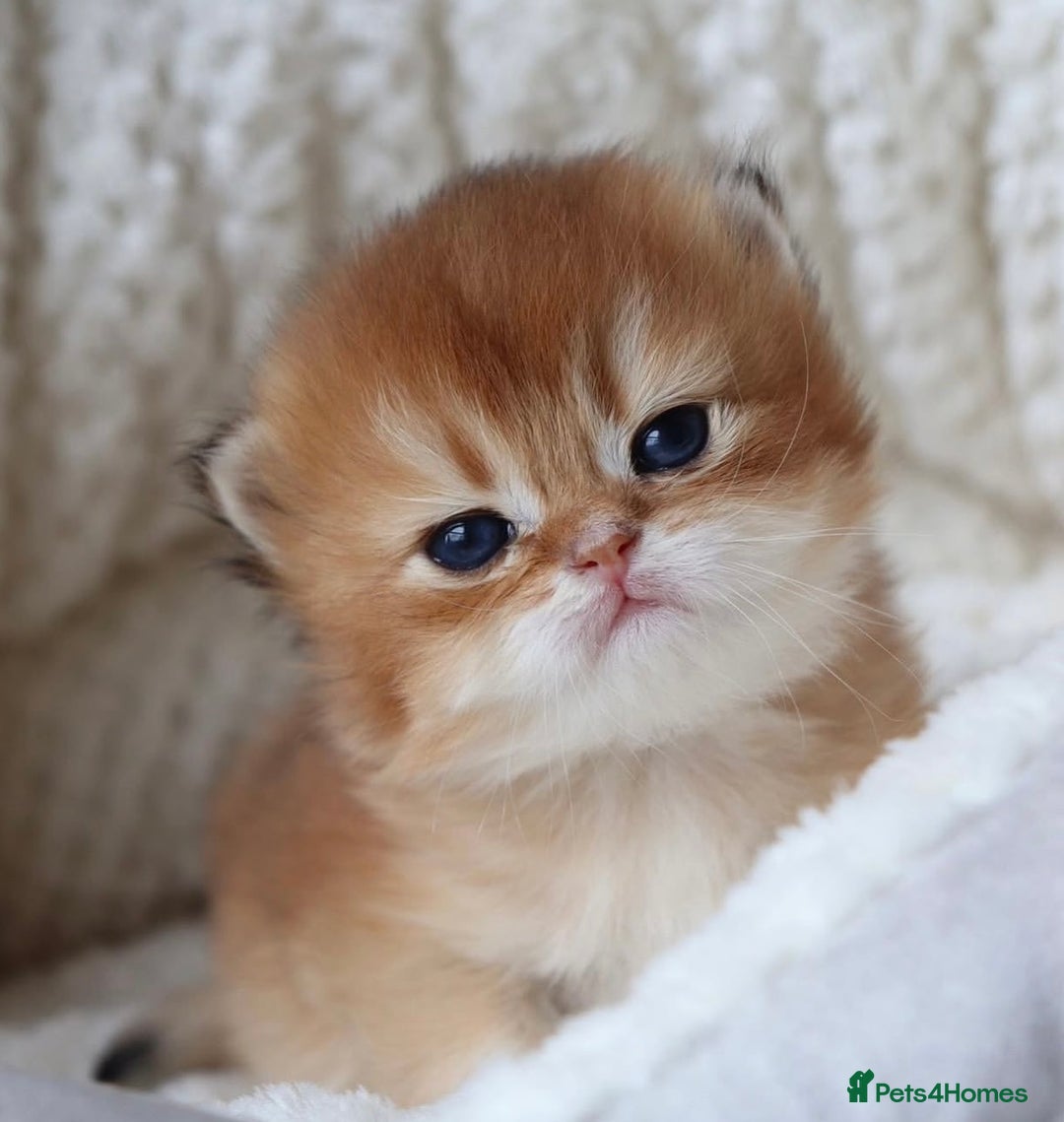 British Longhair cats for sale: 🦁EXCLUSIVE GOLDEN BRITISH LONGHAIR 🧸BABIES ✨ - Image 8