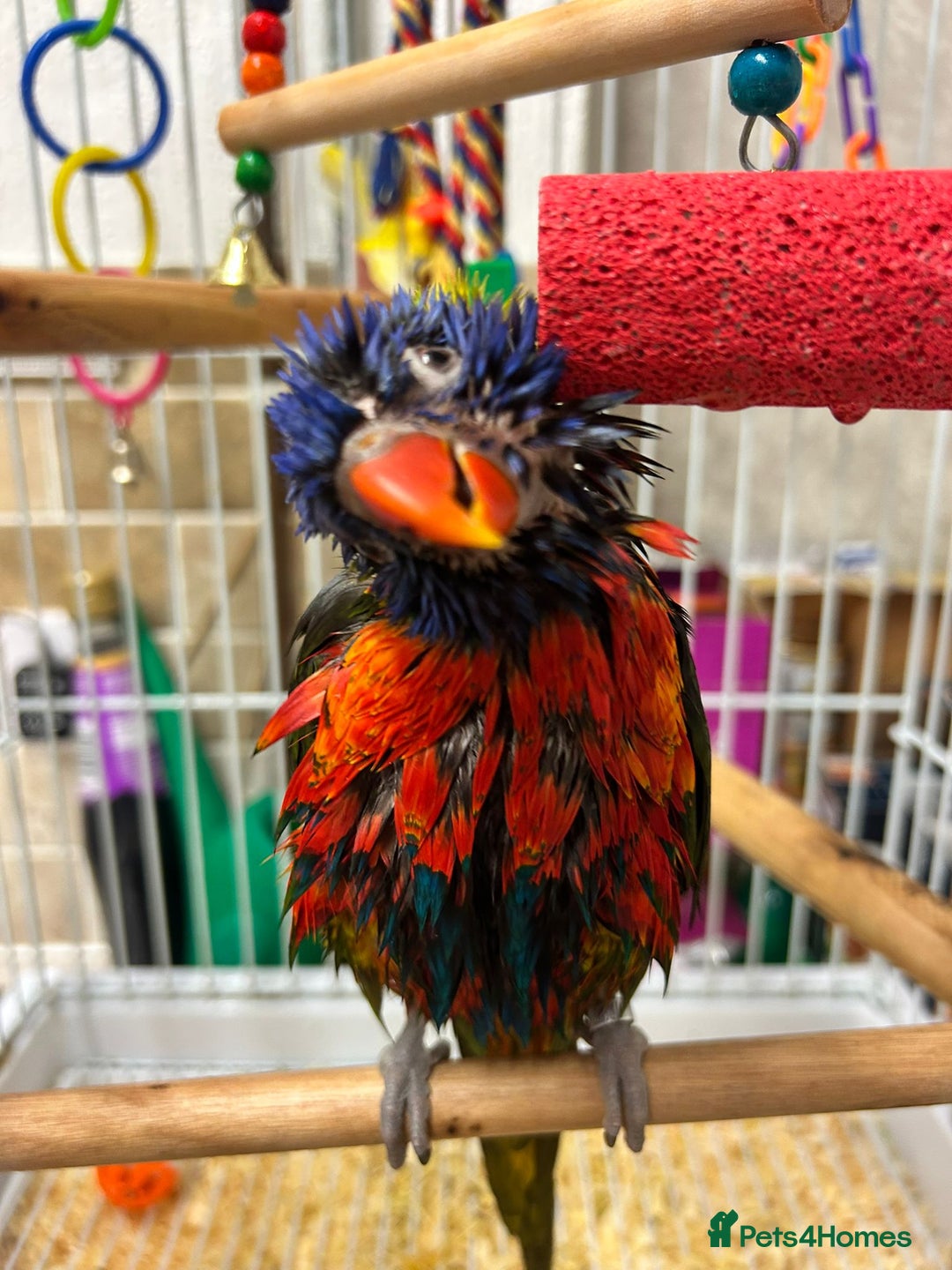 Lorikeets birds for sale: Rainbow Lorikeet - Advert 3