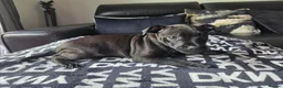 Patterdale Terrier dogs for sale: STUNNING FEMALE PATTERDALE TERRIER - Advert 7