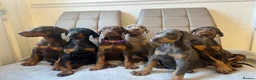 Dobermann dogs for stud: KC Doberman STUD - Advert 8