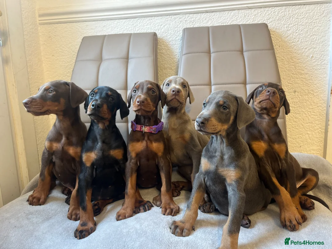 Dobermann dogs for stud: KC Doberman STUD - Advert 8