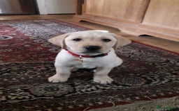Labrador Retriever dogs for sale: Labrador Retriever  - Image 7