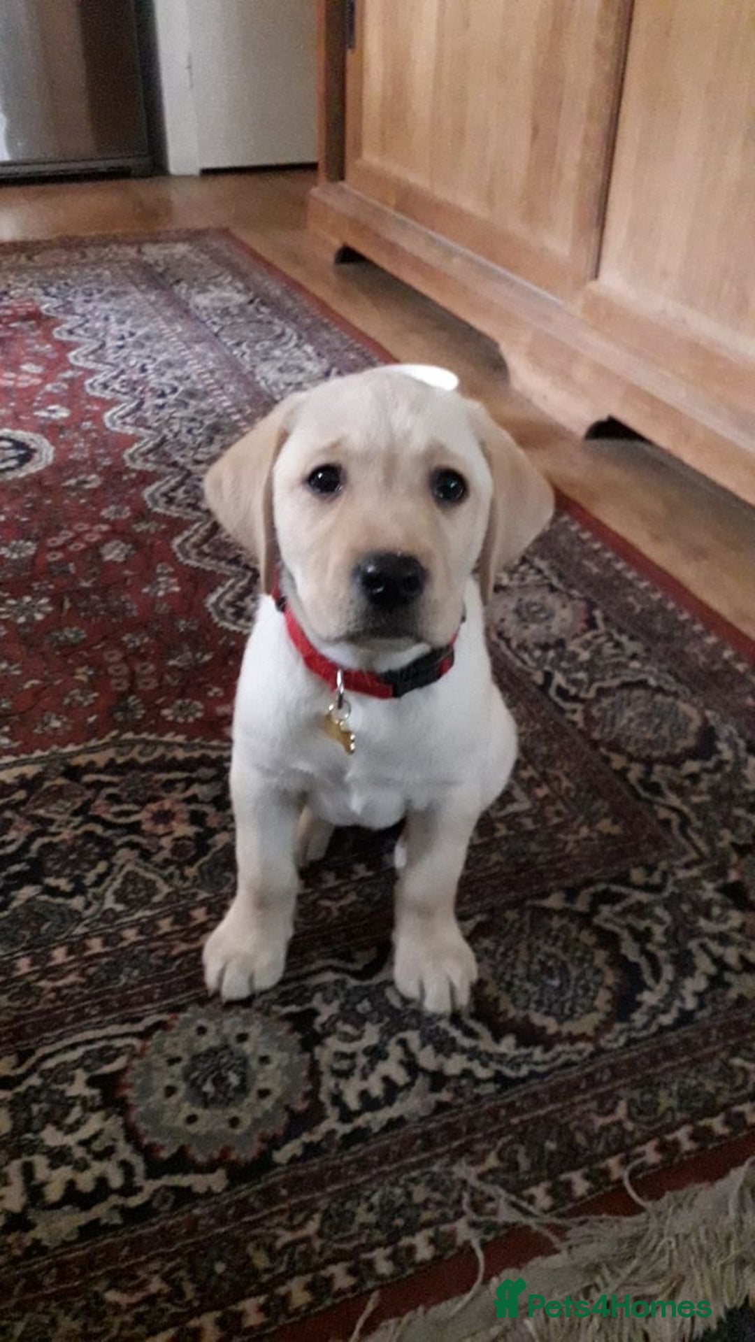 Labrador Retriever dogs for sale: Labrador Retriever  - Image 7