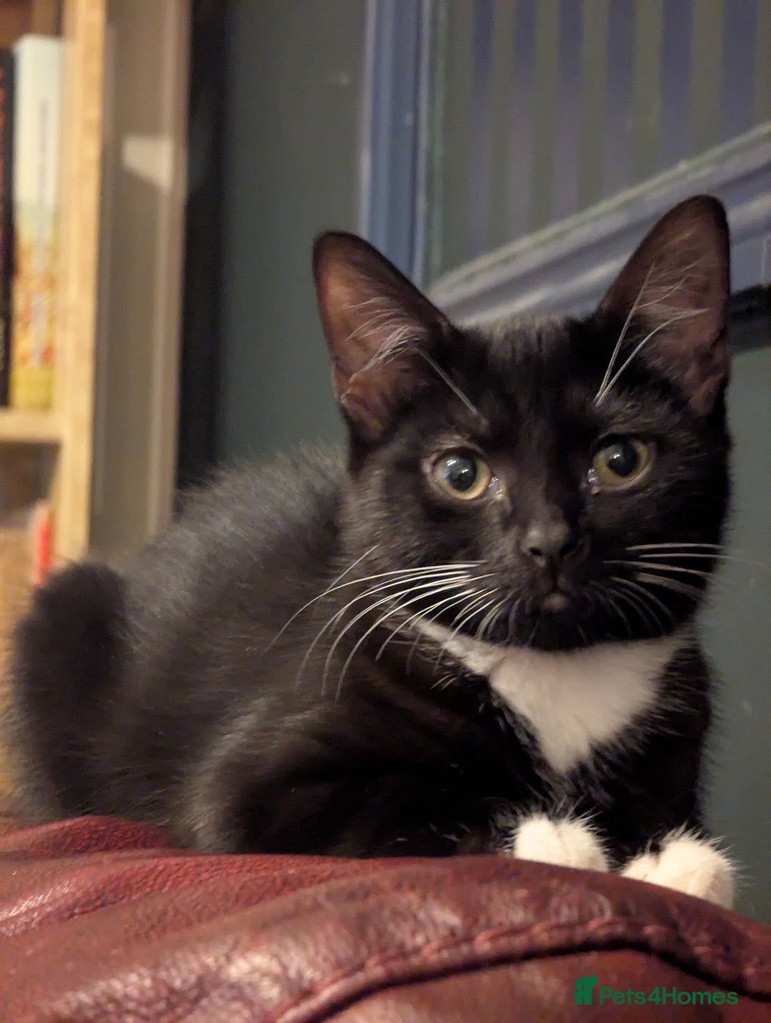 Mixed Breed cats for sale: Kitten Beau  - Image 13