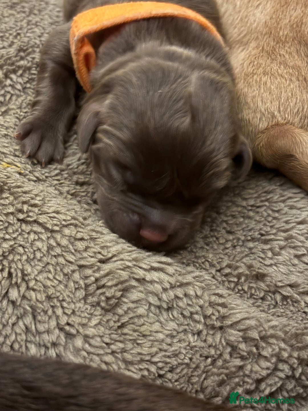 Cockerdor dogs for sale: labrador/ cockerdor Puppies  - Advert 4