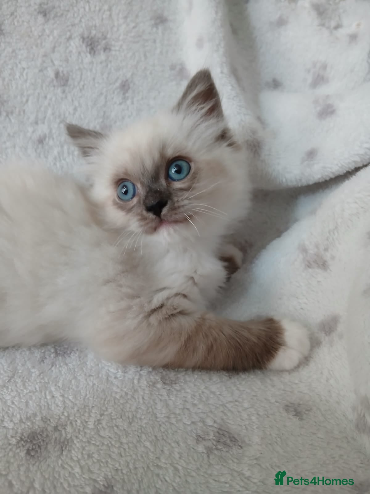 Ragdoll cats Ragdoll Kitten **READY NOW ** - Advert 12