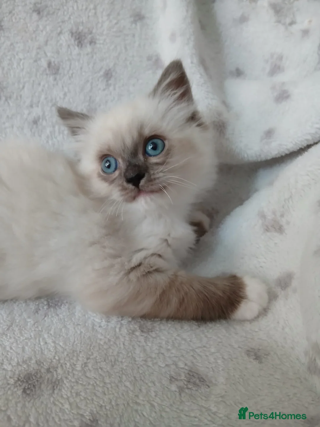 Ragdoll cats for sale: Ragdoll Kitten **READY NOW ** - Advert 1