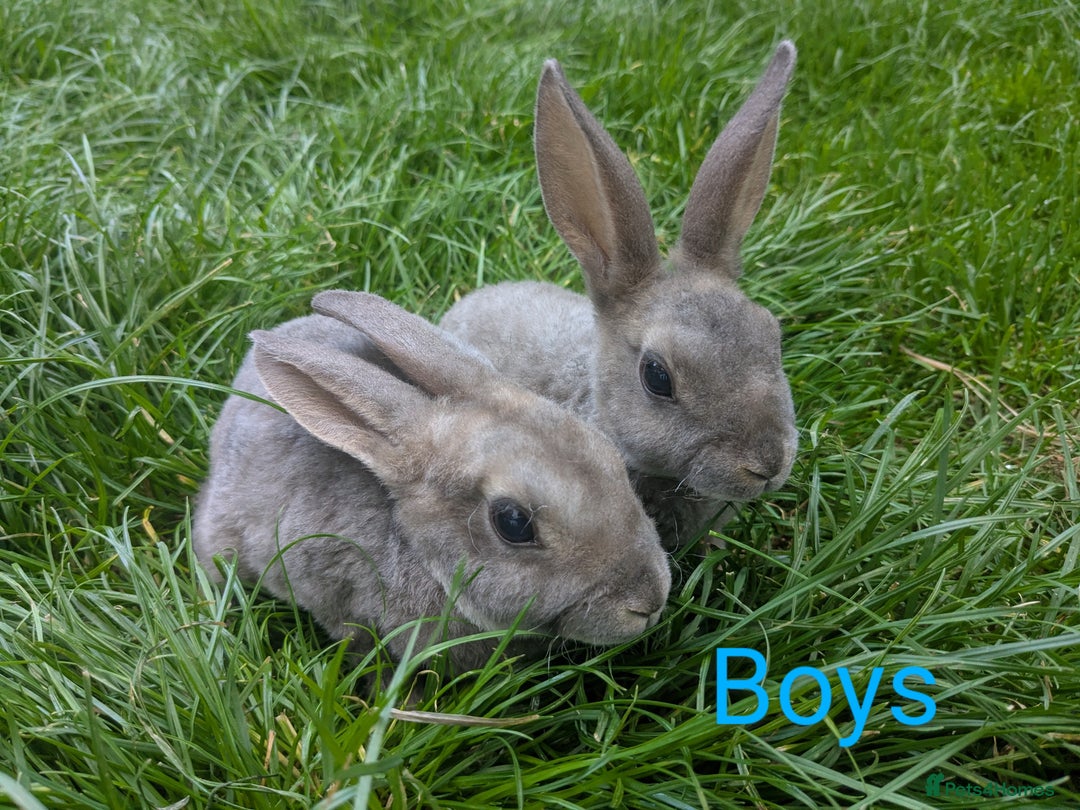Rex rabbits for sale: Pure Bred Mini Rex Baby Rabbits  - Image 2