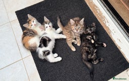 Mixed Breed cats for sale: Beautiful kittens!!!!! READY from 7/08/25 - Image 31