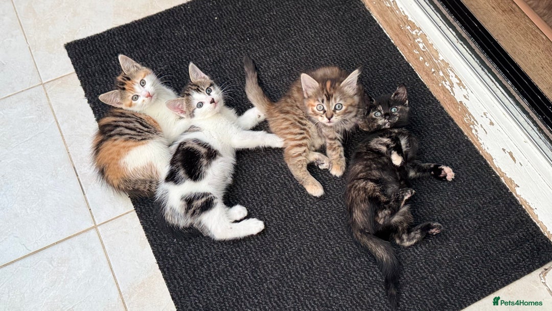 Mixed Breed cats for sale: Beautiful kittens!!!!! READY from 7/08/25 - Image 31