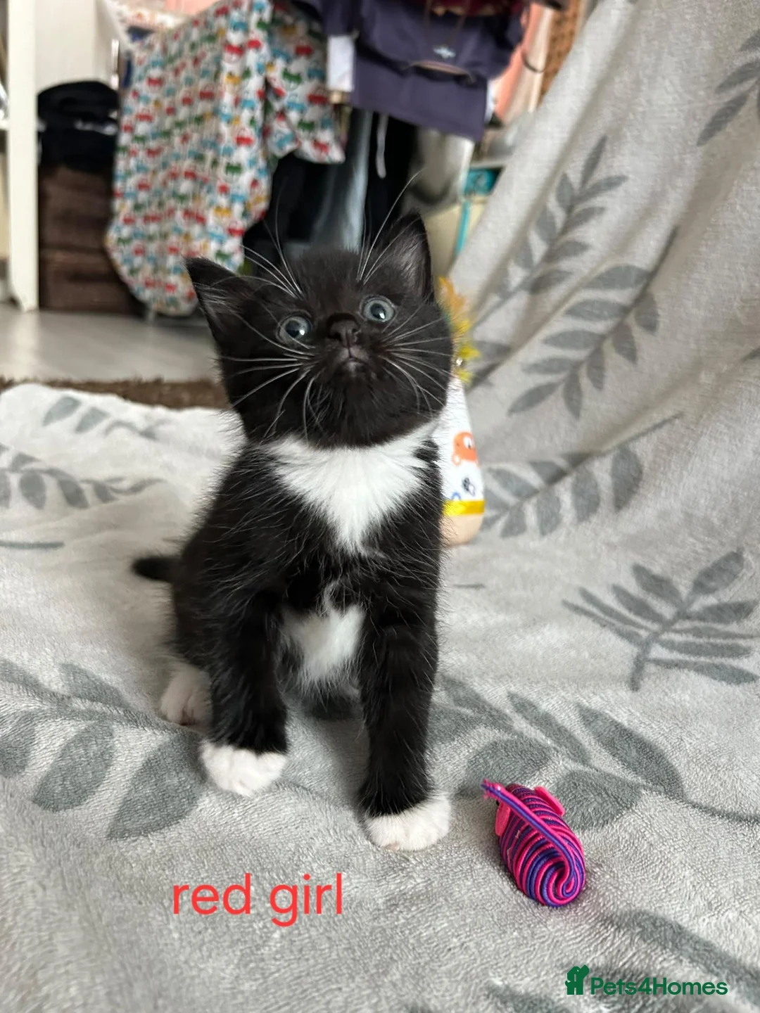 British Shorthair cats for sale: Kittens - Advert 2