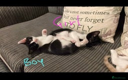 British Shorthair cats for sale: Kittens  - Image 11