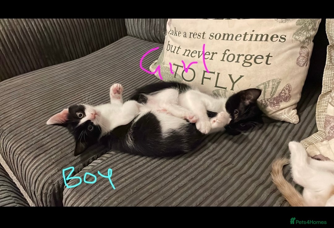 British Shorthair cats for sale: Kittens  - Image 11