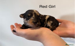 Mixed Breed dogs for sale: Stunning litter of 3/4 Toy Poodle X Welsh Collie - Image 7