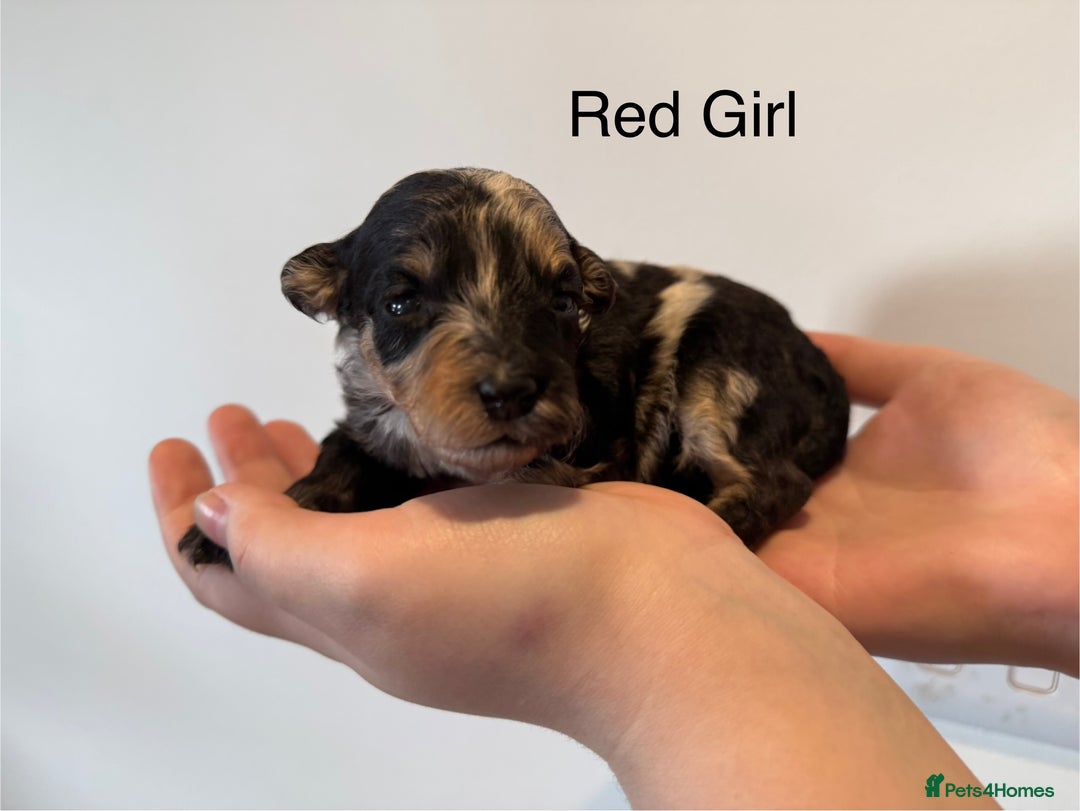 Mixed Breed dogs for sale: Stunning litter of 3/4 Toy Poodle X Welsh Collie - Image 7