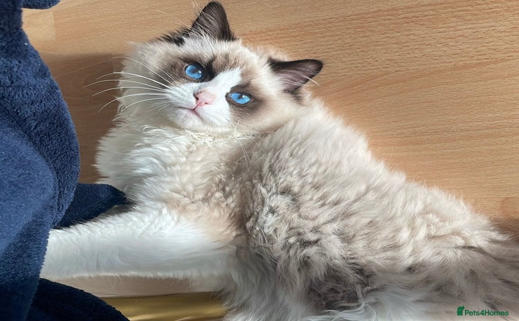 Ragdoll cats - Advert 1