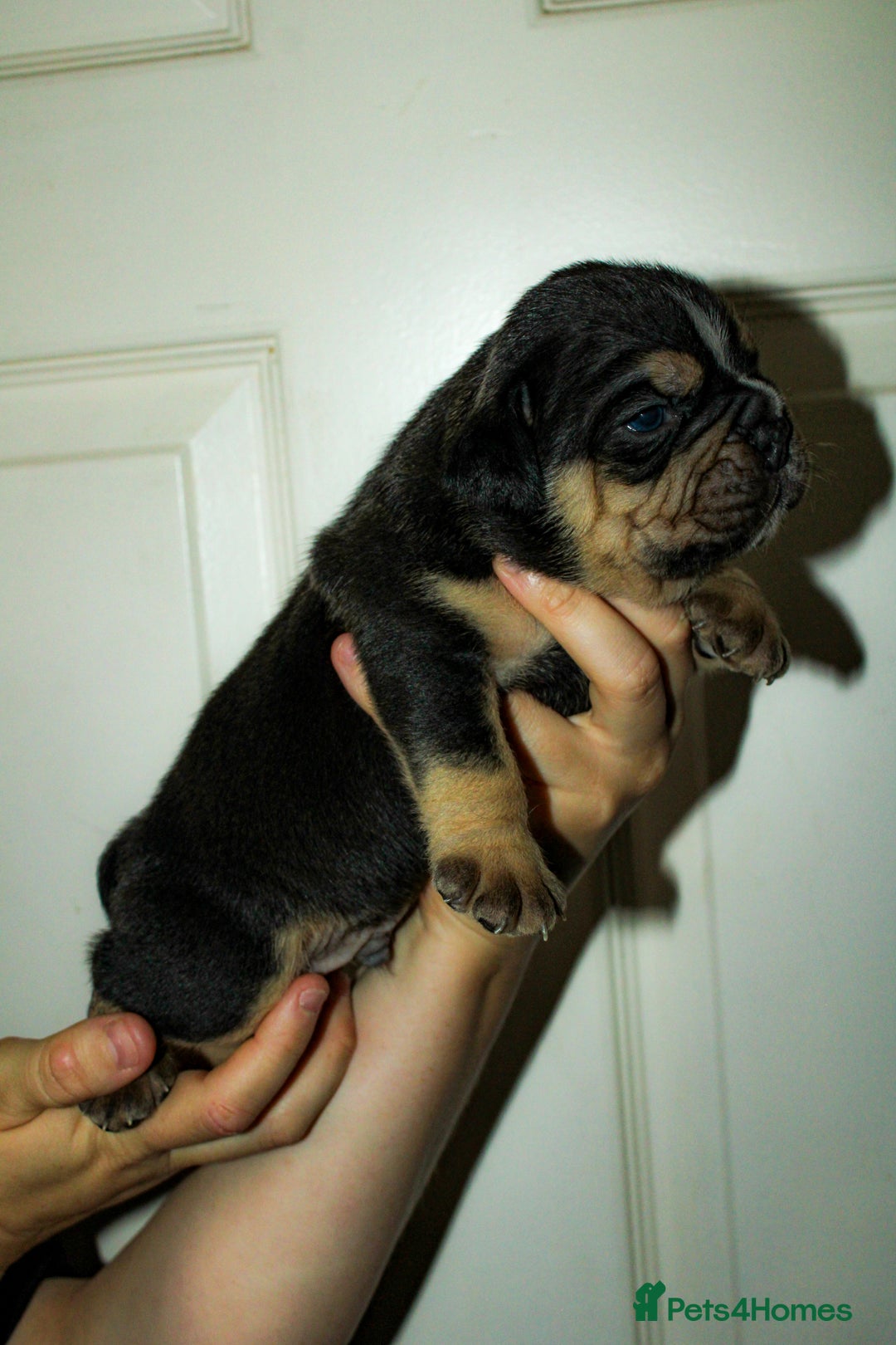 Olde English Bulldogge dogs for sale: Olde English Bulldog puppies - Image 24