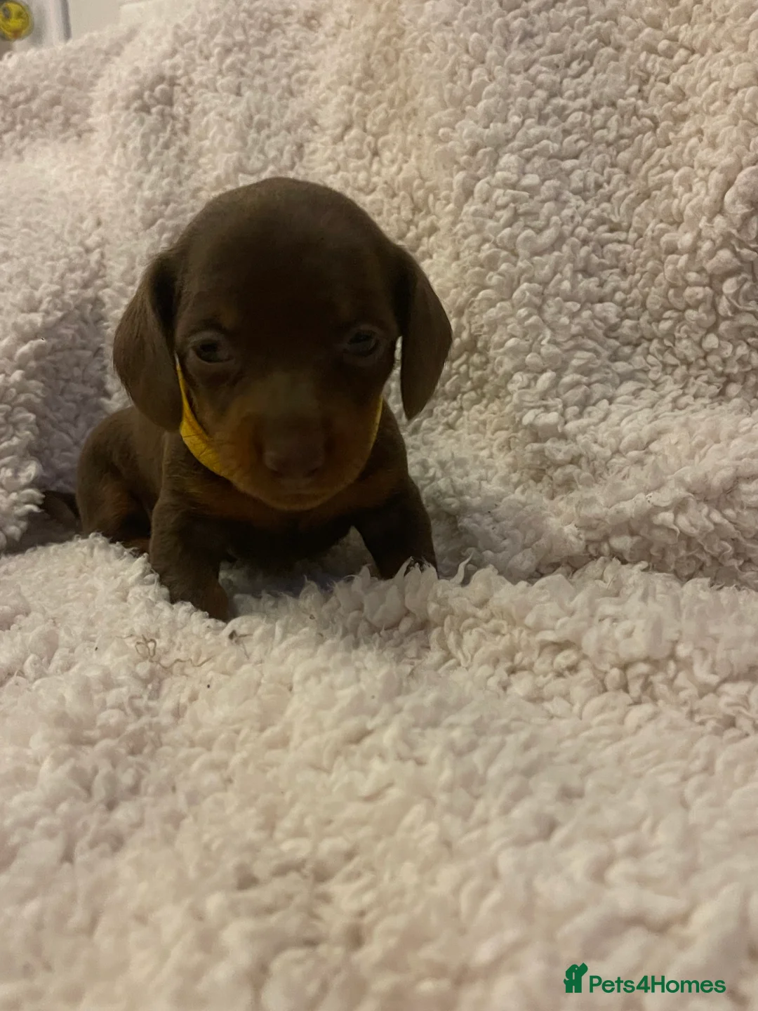 Dachshund dogs for sale: 4 female miniature dachshund puppies for sale  - Advert 2