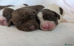 Sprocker dogs for sale: 🐶✨ F2 Sprocker Puppies – Growing Beautifully! ✨🐶 - Image 5