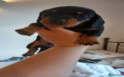 Dachshund dogs for sale: Dachshunds male  - Image 4