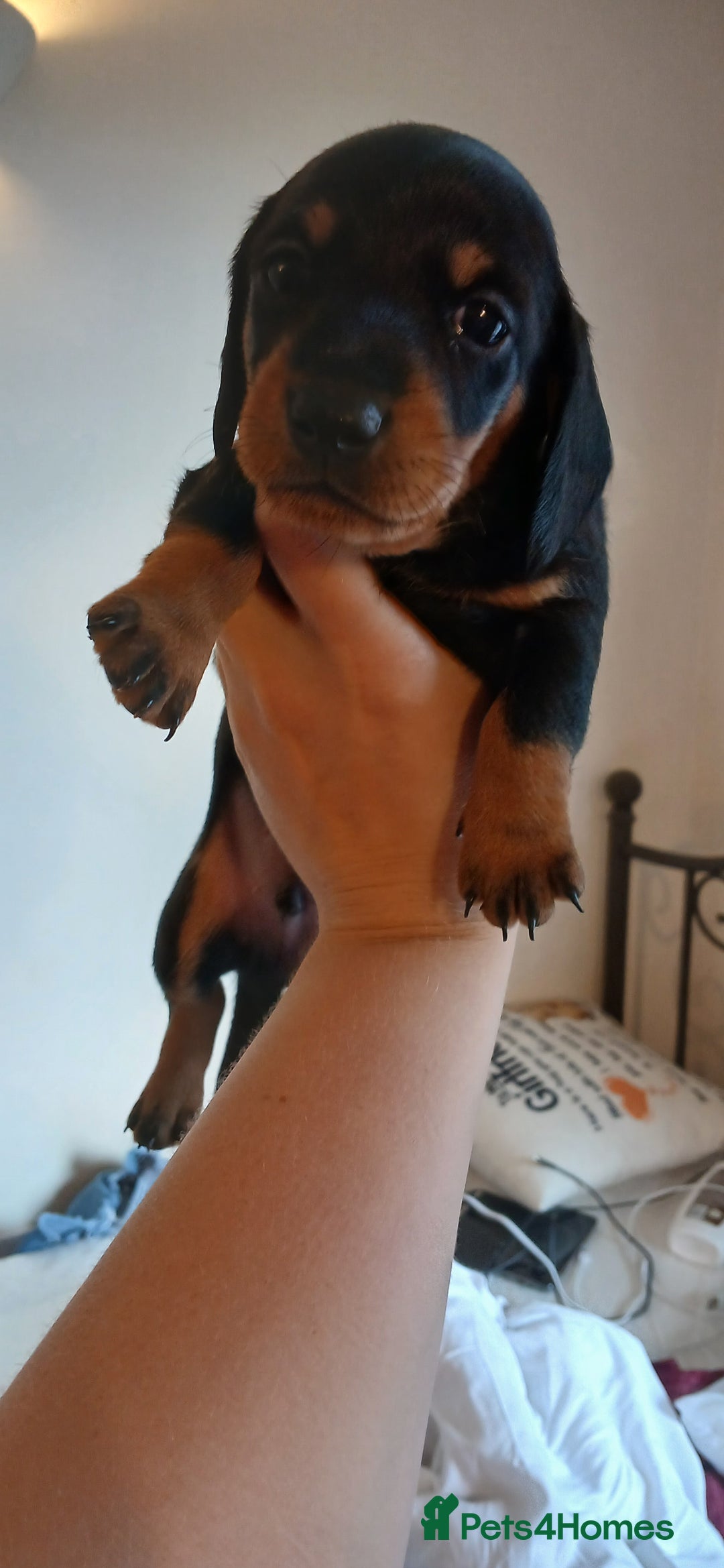Dachshund dogs for sale: Dachshunds male  - Image 4