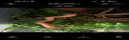 Python Snake reptiles for sale: purple line, extreme red, albino, hognose snake - Advert 3