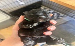 Miniature Schnauzer dogs for sale: Adorable Miniature Schnauzers - Image 16