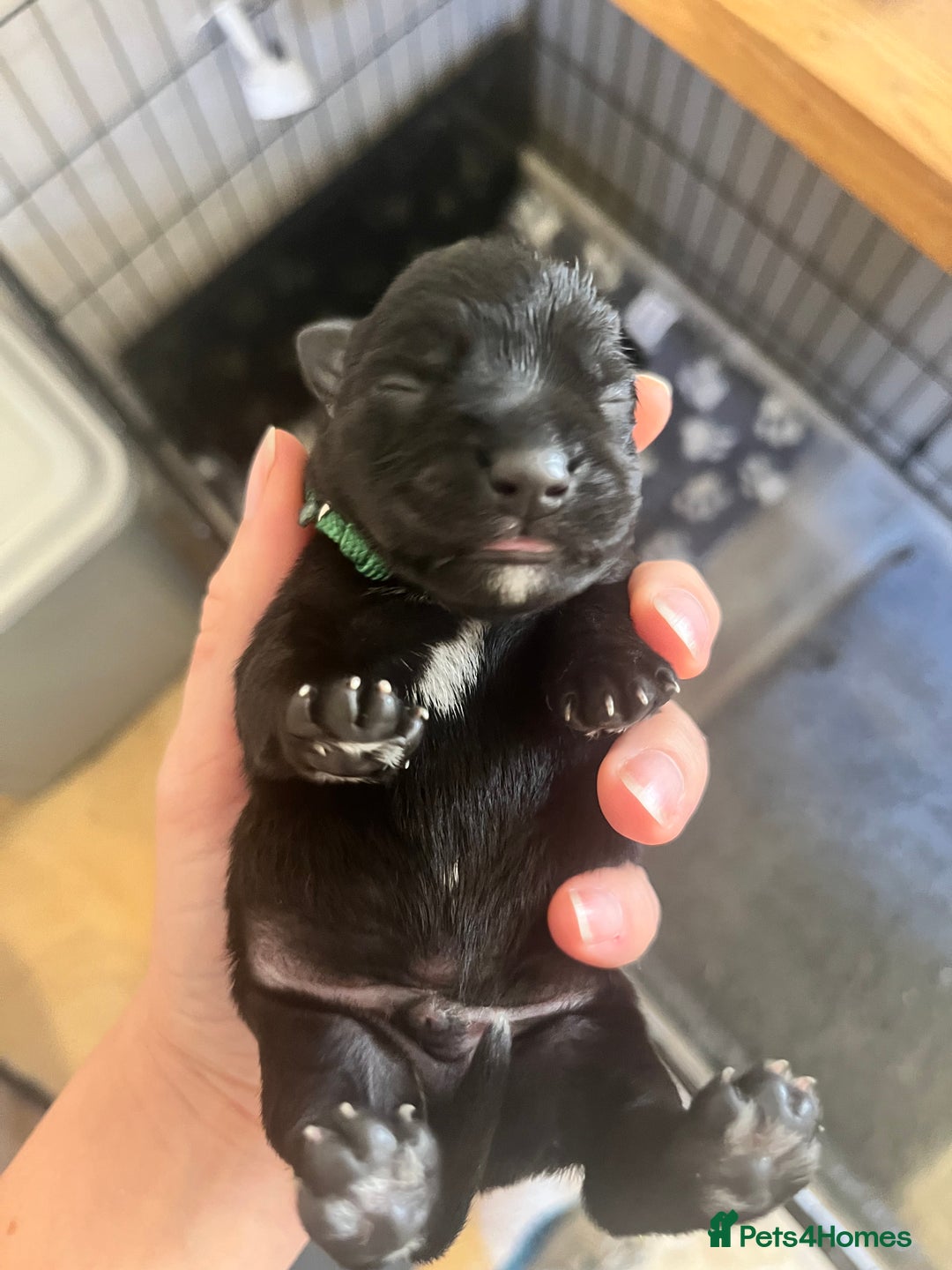 Miniature Schnauzer dogs for sale: Adorable Miniature Schnauzers - Image 16