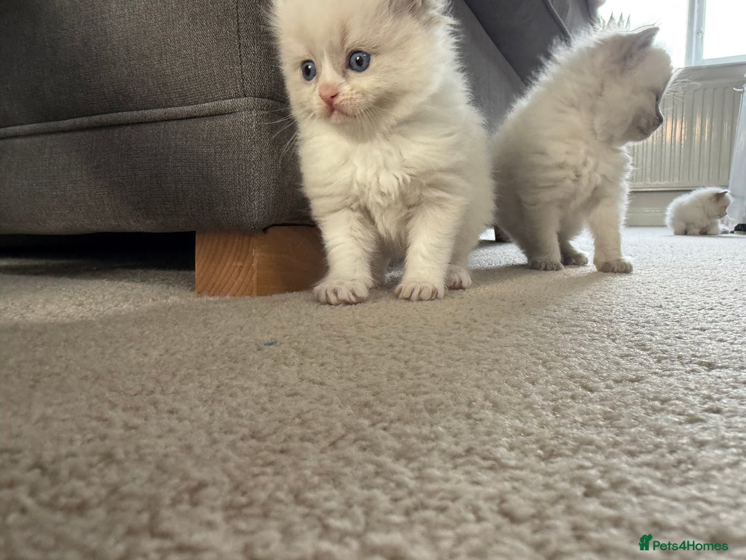 Ragdoll cats for sale: 📍1 FEMALE LEFT!🍼GCCF REGISTERED🐾 - Advert 8