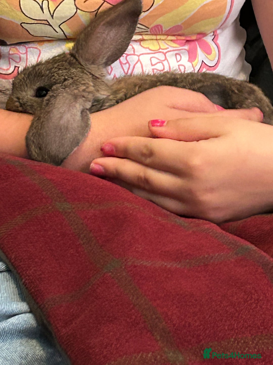 Mini Lop rabbits for sale: Three baby mini lop bunnies  - Image 1