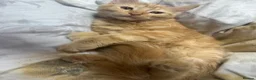 British Longhair cats for sale: British long hair + Turkish arugula  - Advert 22