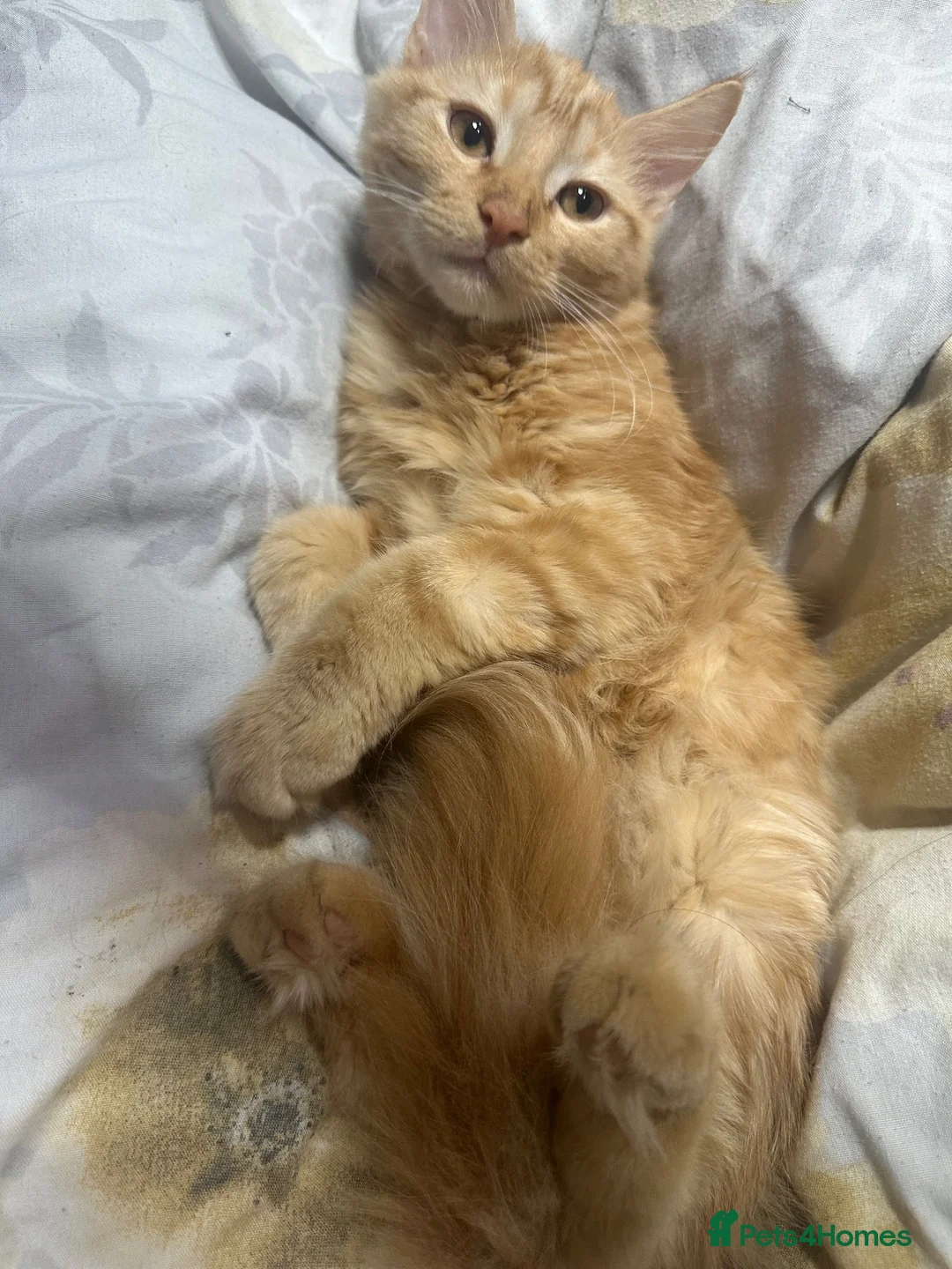 British Longhair cats for sale: British long hair + Turkish arugula  - Advert 22