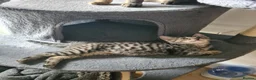Mixed Breed cats for sale: Mother and two daughters  - Advert 4