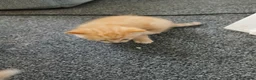 Mixed Breed cats for sale: Blended Ragdoll kittens - Advert 5