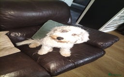 Cockapoo dogs for sale: 7 MONTH OLD MALE COCKAPOO - Image 3