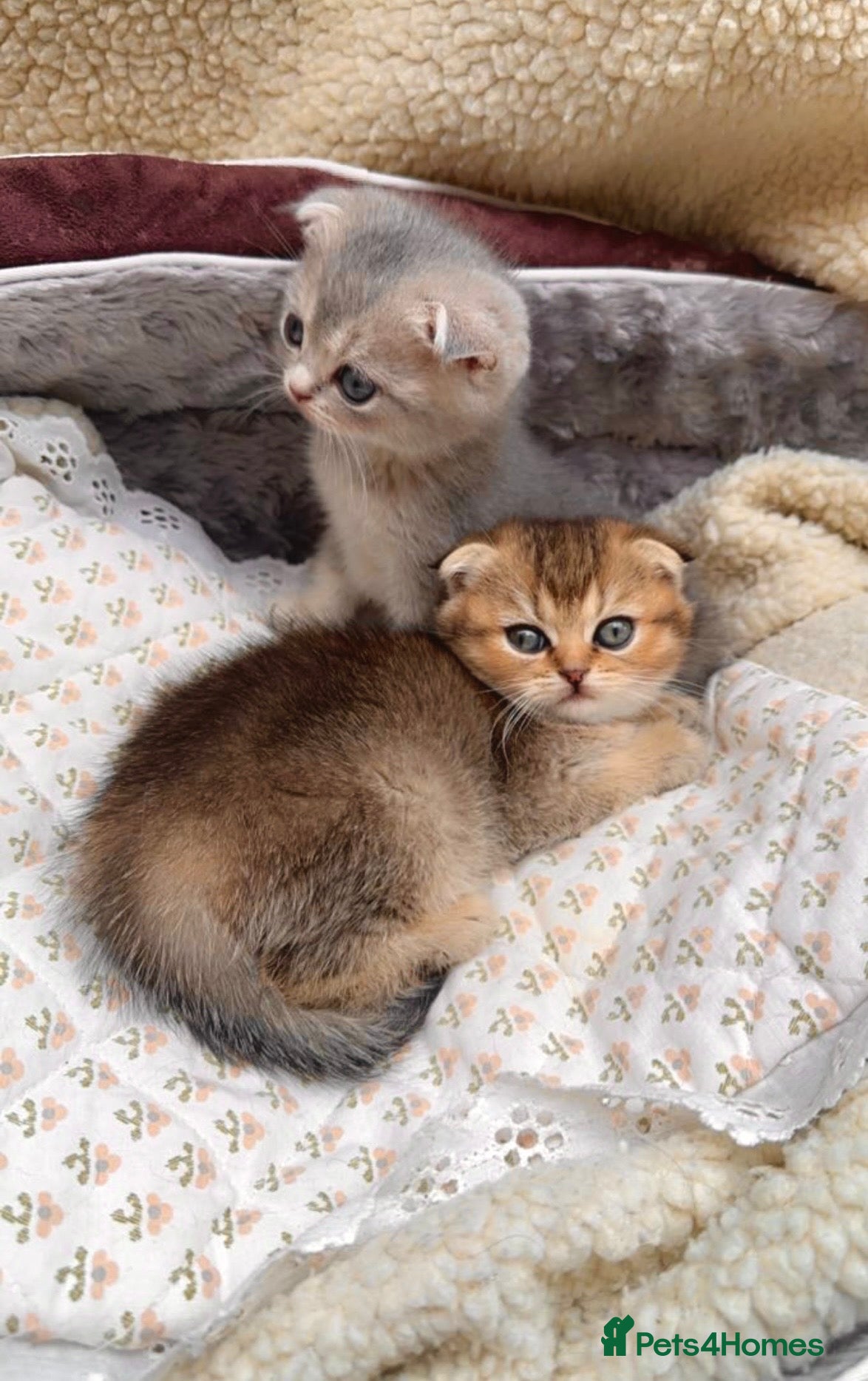 Scottish Fold cats Adorable Scottish Fold Kittens (M Blue, F Golden) - Advert 6