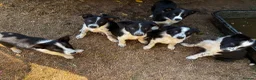 Border Collie dogs for sale: Stunning Border Collies - Advert 16