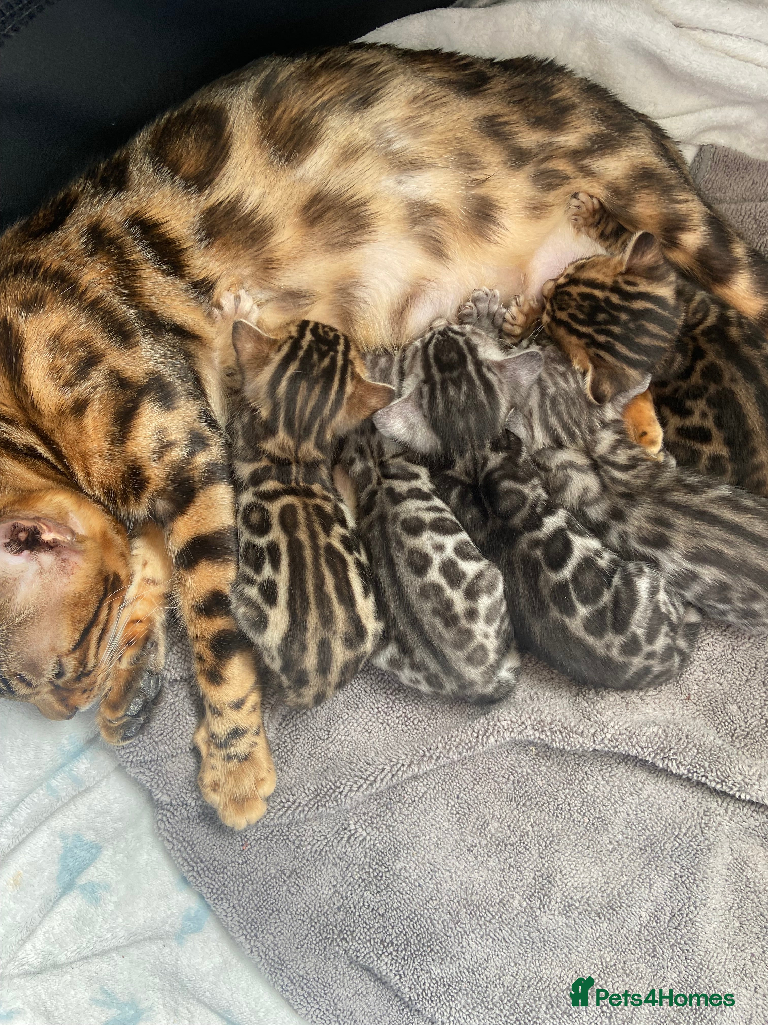 Bengal Kitten 4
